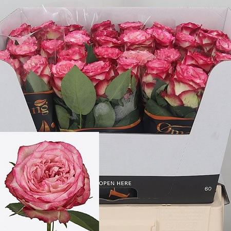 Rose Glendora Summerhouse 60cm | Wholesale Dutch Flowers & Florist ...