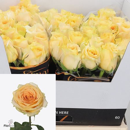Rose Golden Temple
