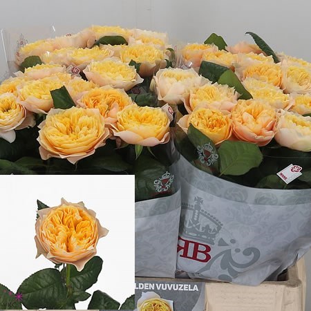 Rose Golden Vuvuzela 50cm | Wholesale Dutch Flowers & Florist Supplies UK