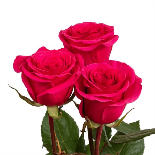 Rose Gotcha (Ecuadorian Large Heads)