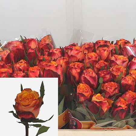 Rose Granada