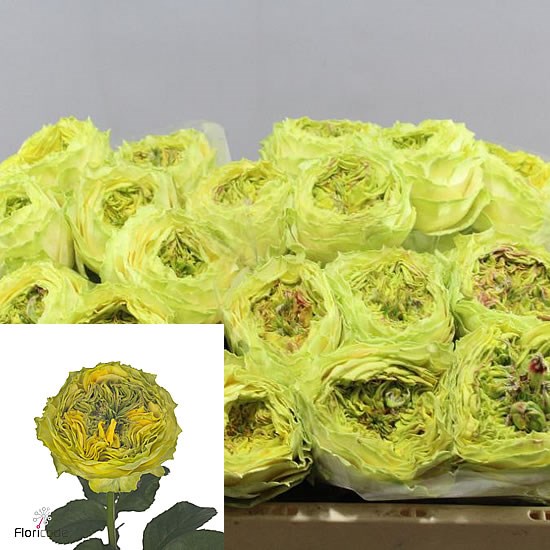 Rose Grasshopper