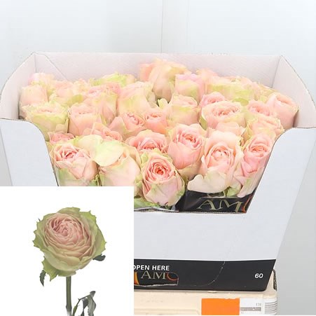 Rose Gravity