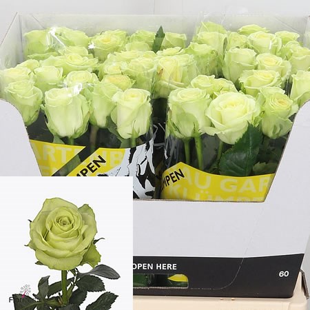 Rose Green Gene