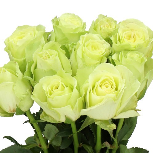 Rose Green Generation