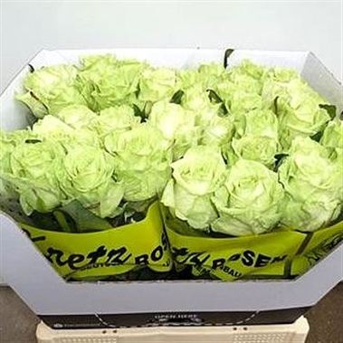 Rose green naomi