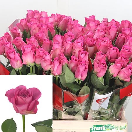 Rose h3o