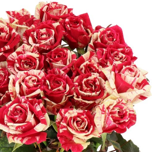 Rose Harlequin