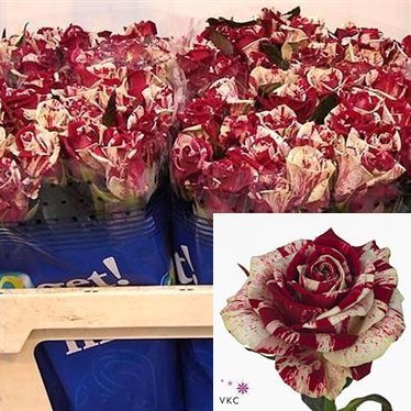 Rose Harlequin