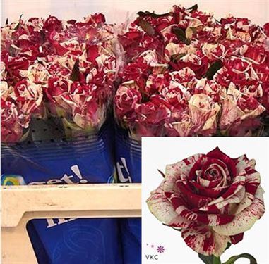 Rose Harlequin 70cm | Wholesale Flowers & Florist Supplies UK