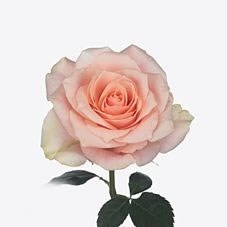 Rose Harmony Peach