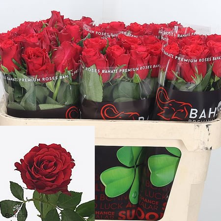 Rose Heat
