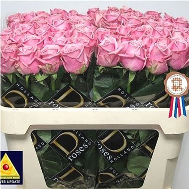 Rose heaven 50cm