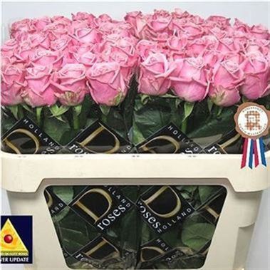 Rose Heaven