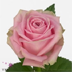 Rose Heidi 40cm (small headed)