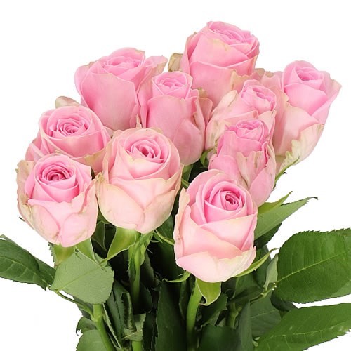 Rose Heidi 40cm (small headed)
