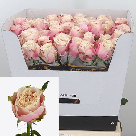 Rose Helen Of Troy 70cm | Wholesale Dutch Flowers & Florist Supplies UK