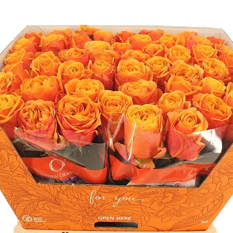 Rose Heliana Orange