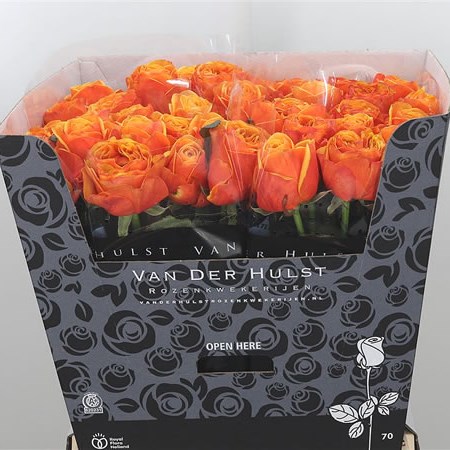 Rose Heliana Orange