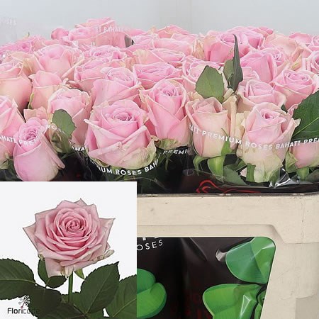 Rose Hera 70cm | Wholesale Dutch Flowers & Florist Supplies UK