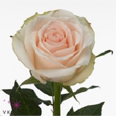 Rose High & Bridal