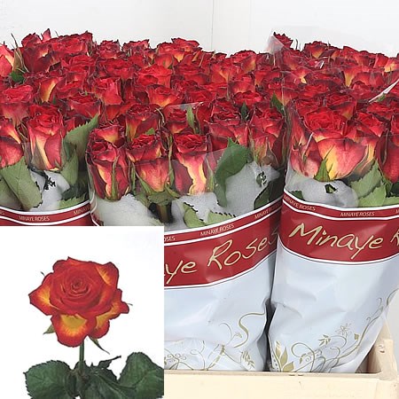 Rose High Society