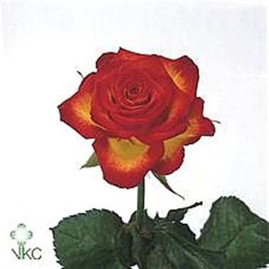 Rose High Society