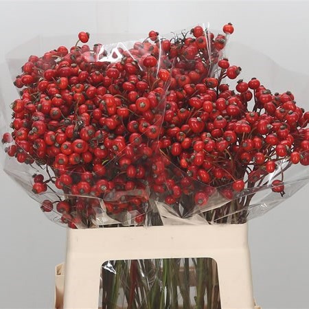 Rose Hips Amazing Fantasy