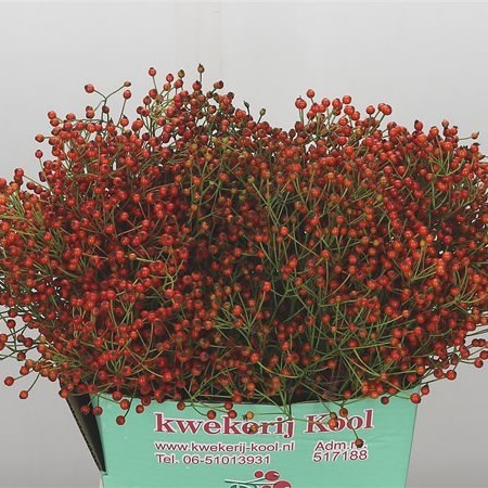 Rose Hips Autumn Joy