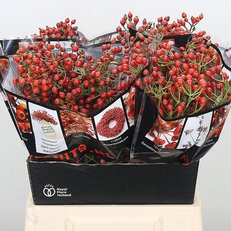 Rose Hips Autumn Rosefruits