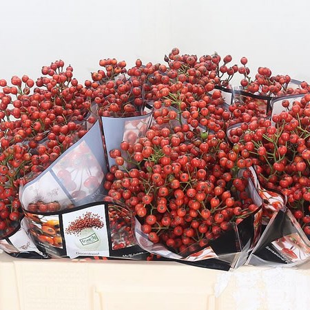 Rose Hips Autumn Rosefruits