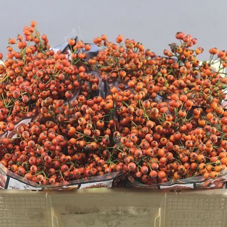 Rose Hips Autumn Rosefruits