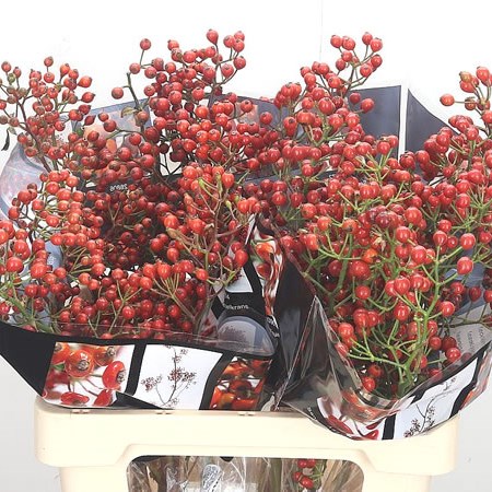 Rose Hips Autumn Rosefruits