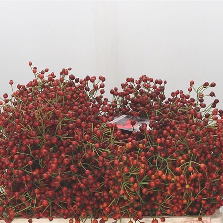 Rose Hips Autumn Spirit