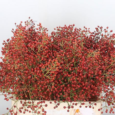 Rose Hips Autumn Spirit