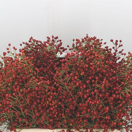 Rose Hips Autumn Spirit