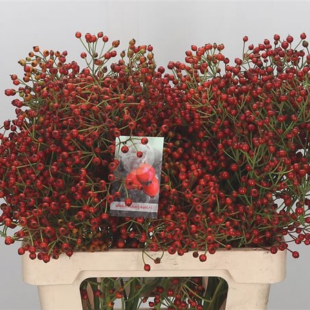 Rose Hips Autumn Spirit