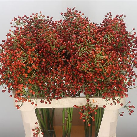 Rose Hips Autumn Spirit (Extra)