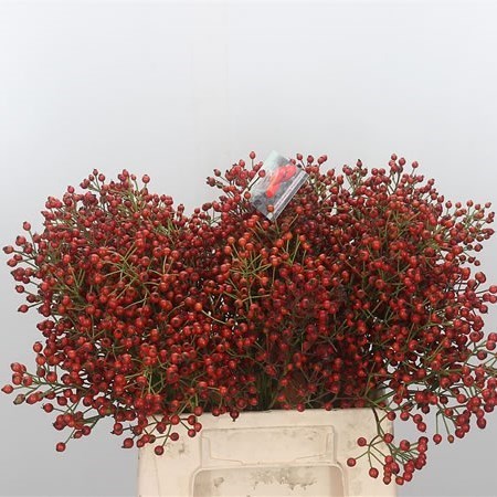 Rose  Hips Autumn Splash