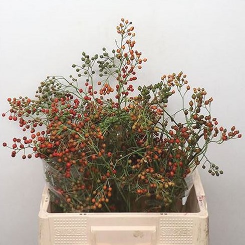 Rose Hips Corallo Erecta
