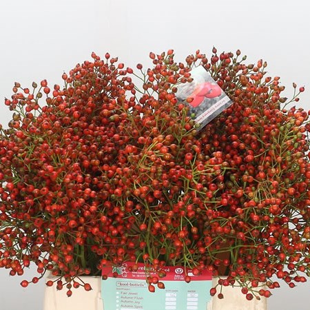 Rose Hips Fair Jewel
