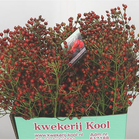 Rose Hips Fair Jewel