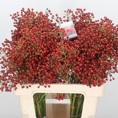 Rose Hips Fair Jewel