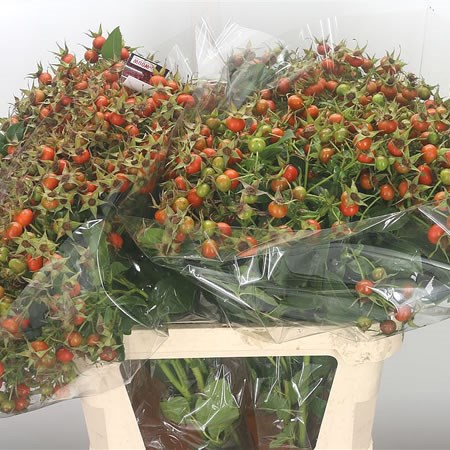 Rose Hips Hip Hop
