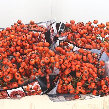 Rose Hips Hiphop Sunset