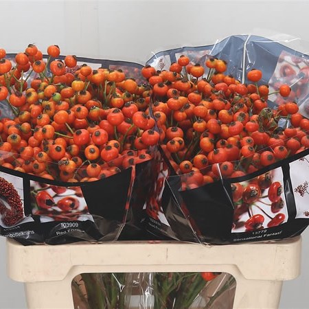 Rose Hips Hiphop Sunset