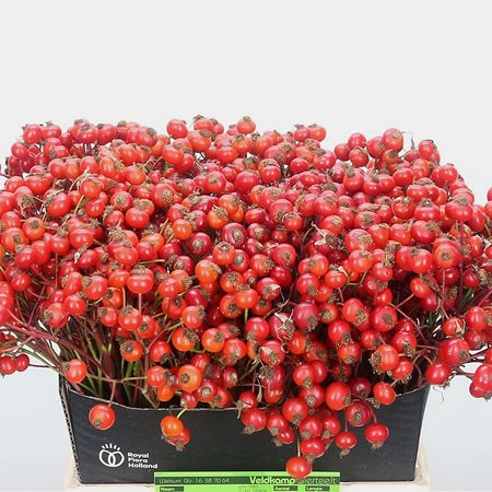 Rose Hips Magical Delight