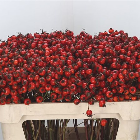 Rose Hips Magical Delight (Extra)