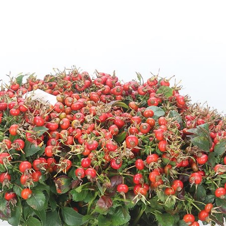 Rose Hips Magical Fantasy