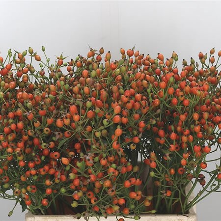 Rose Hips Magical Miracle